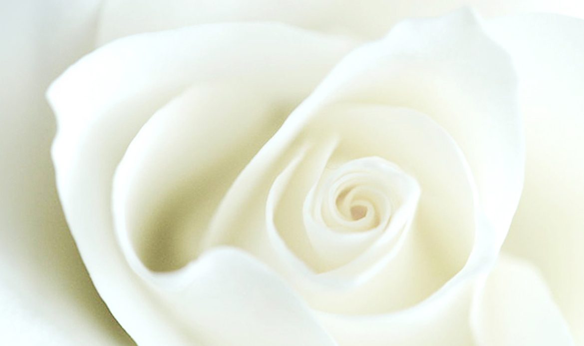 White-Rose-Banner-IMG